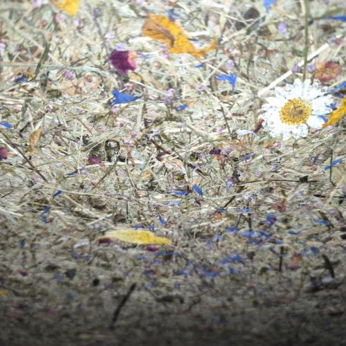 Organoid Technologies