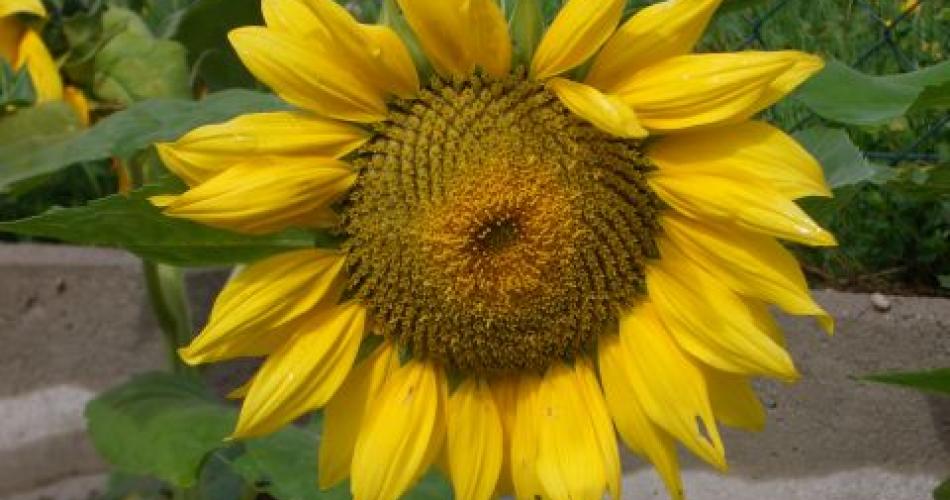 Sonnenblume